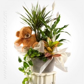 Group Of Plants With Teddy