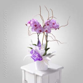 Orchidée Phalaenopsis Violette