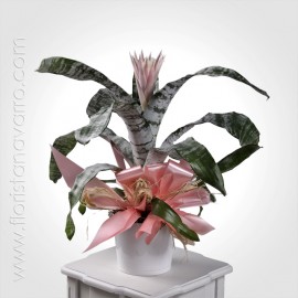 Aechmea bromeliad plant