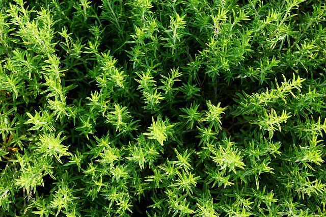 tomillo plantas aromáticas