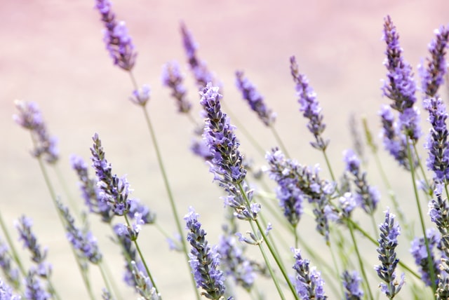 lavanda plantas aromáticas
