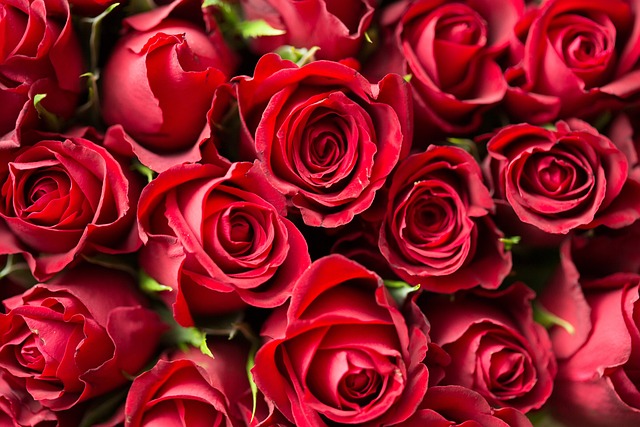 Rosas para regalar el día de la Madre