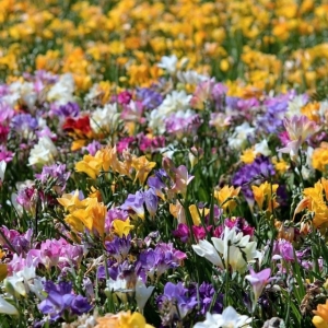 Las flores más bonitas de marzo que dan color a la primavera