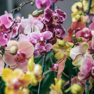 Curiosidades sobre las orquídeas, reinas de la elegancia