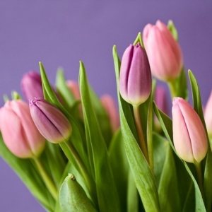 5 curiosidades sobre los tulipanes