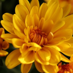 Todo sobre los crisantemos: cuidados, origen y significado